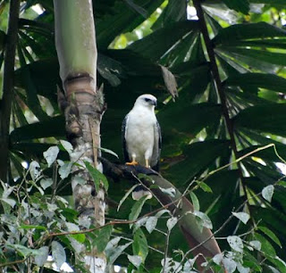 White Hawk