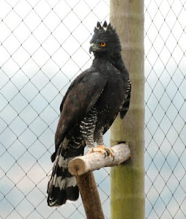 Black Hawk-Eagle