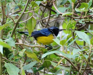 Buff-Breasted Mountain-Tanager
