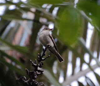 Eastern Wood-Pewee