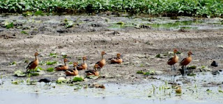 Fulvous Whistling-Duck