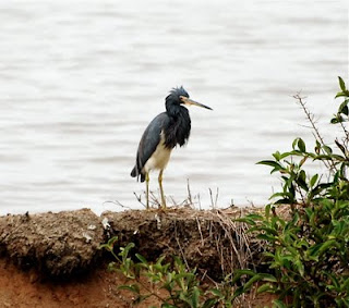 Tricolored Heron