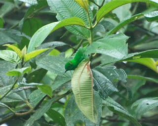 Glistening-Green Tanager