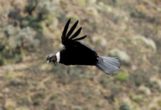 Andean Condor Adult Male