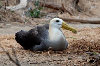 Waved Albatross