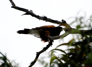 Harris's Hawk