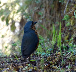 Undulated Antpitta
