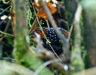 Ocellated Tapaculo