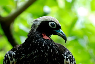 Black-Fronted Piping-Guan