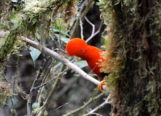 Andean Cock-of-the-Rock Male