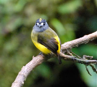 Ornate Flycatcher