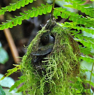Hoary Puffleg Female