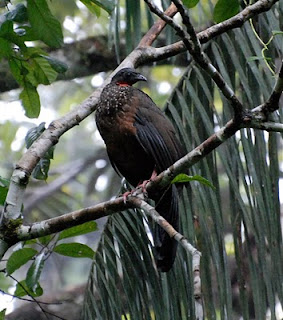 Spix's Guan