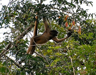 White-Bellied Spider Monkey
