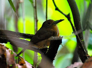 Brown Nunlet