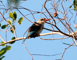 Brown-Hooded Kingfisher