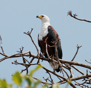 African Fish Eagle