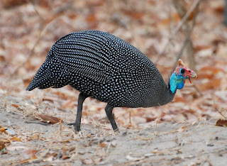 Helmeted Guineafowl