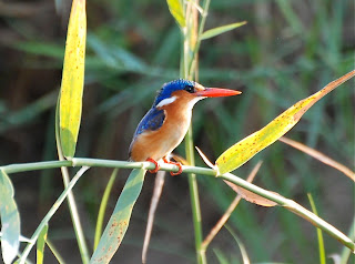 Malachite Kingfisher