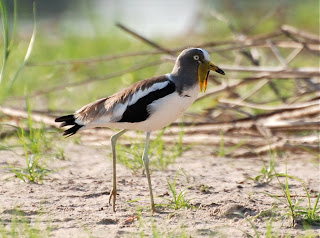 White-Crowned Lapwing