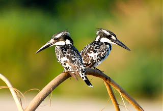 Pied Kingfisher