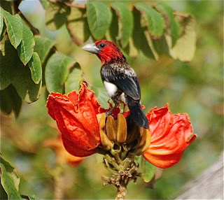Brown-Breasted Barbet
