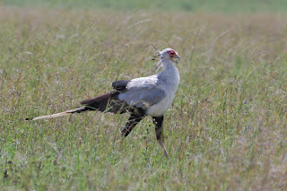 Secretary Bird