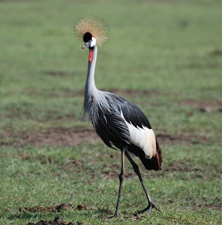 Grey Crowned Crane
