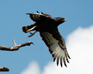 Long-Crested Eagle