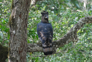 African Crowned Eagle