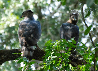 African Crowned Eagle