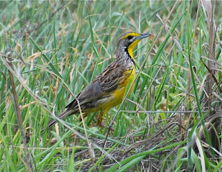 Yellow-Throated Longclaw