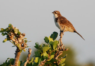 Northern Pied Babbler