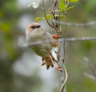 Hunter's Cisticola