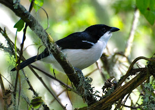 Tropical Boubou