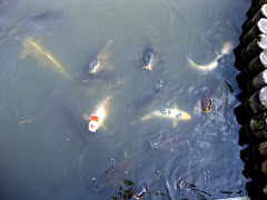 Japanese Coi Fish