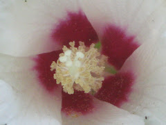 Fushia center of White Hibiscus