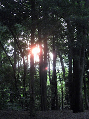 Meiji Jingu 100,000 tree Forest