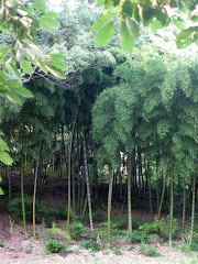 Bamboo grove on walk to Graco