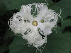 an interesting stringy looking flower
