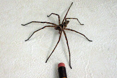 This is NOT the Itsy Bitsy Spider