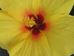 center of a  LARGE yellow hibiscus