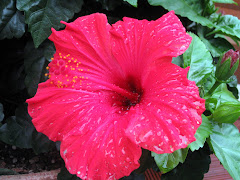 Wet Red Hibiscus Flower