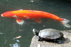 colorful coi fish