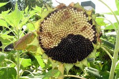 Yin Yang Sunflower