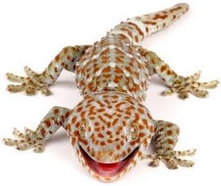 Cicak Tokek Gecko