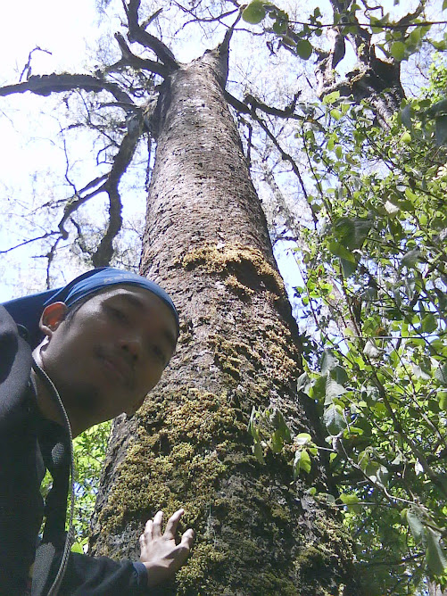 Me and The Old Tree