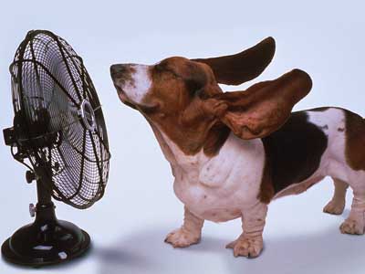 Climate Controlled Dog Houses For Sale Climate Controlled Dog Houses For Sale