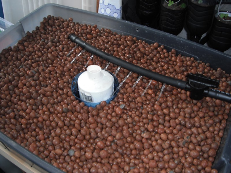 Aquaponics Set Up