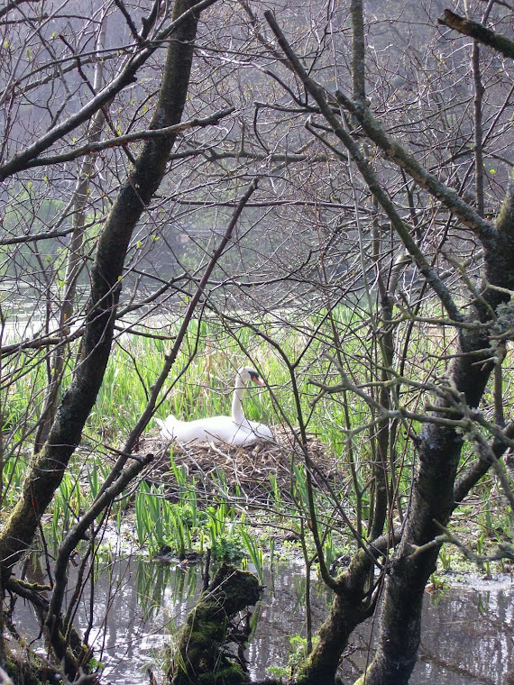 At Cullzean Swan Pond